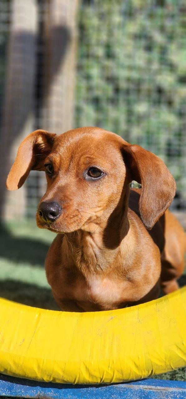 Sessão de adestramento em ambiente aberto