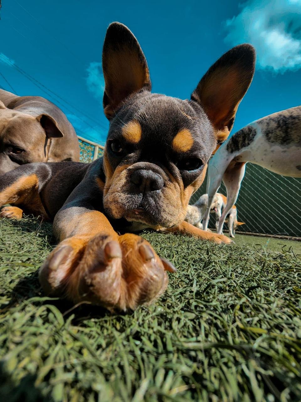 Momento de conexão entre tutor e cão