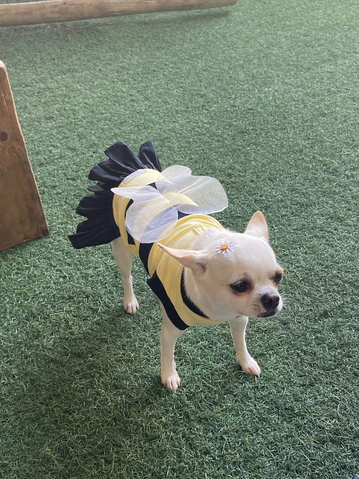 Nala, cão adestrada pela Pitucão