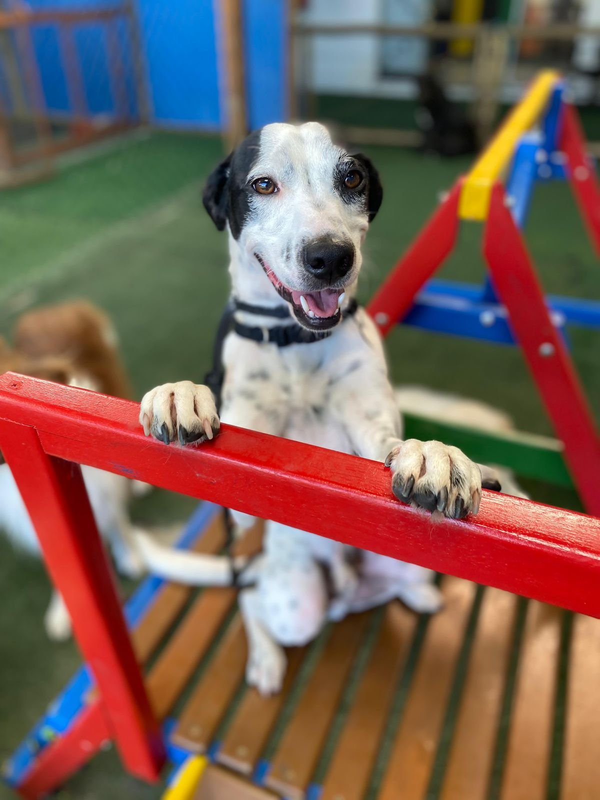 Consultoria domiciliar de comportamento