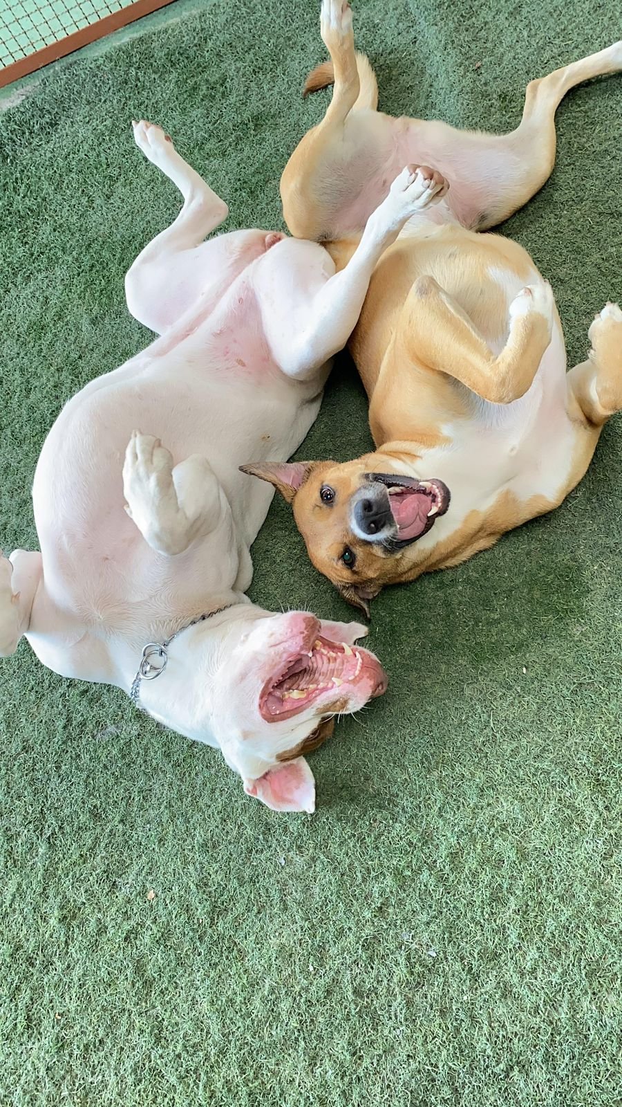 Adestradora profissional trabalhando com cachorro