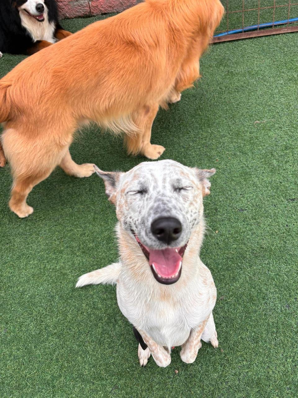 Cachorro caminhando educado com coleira