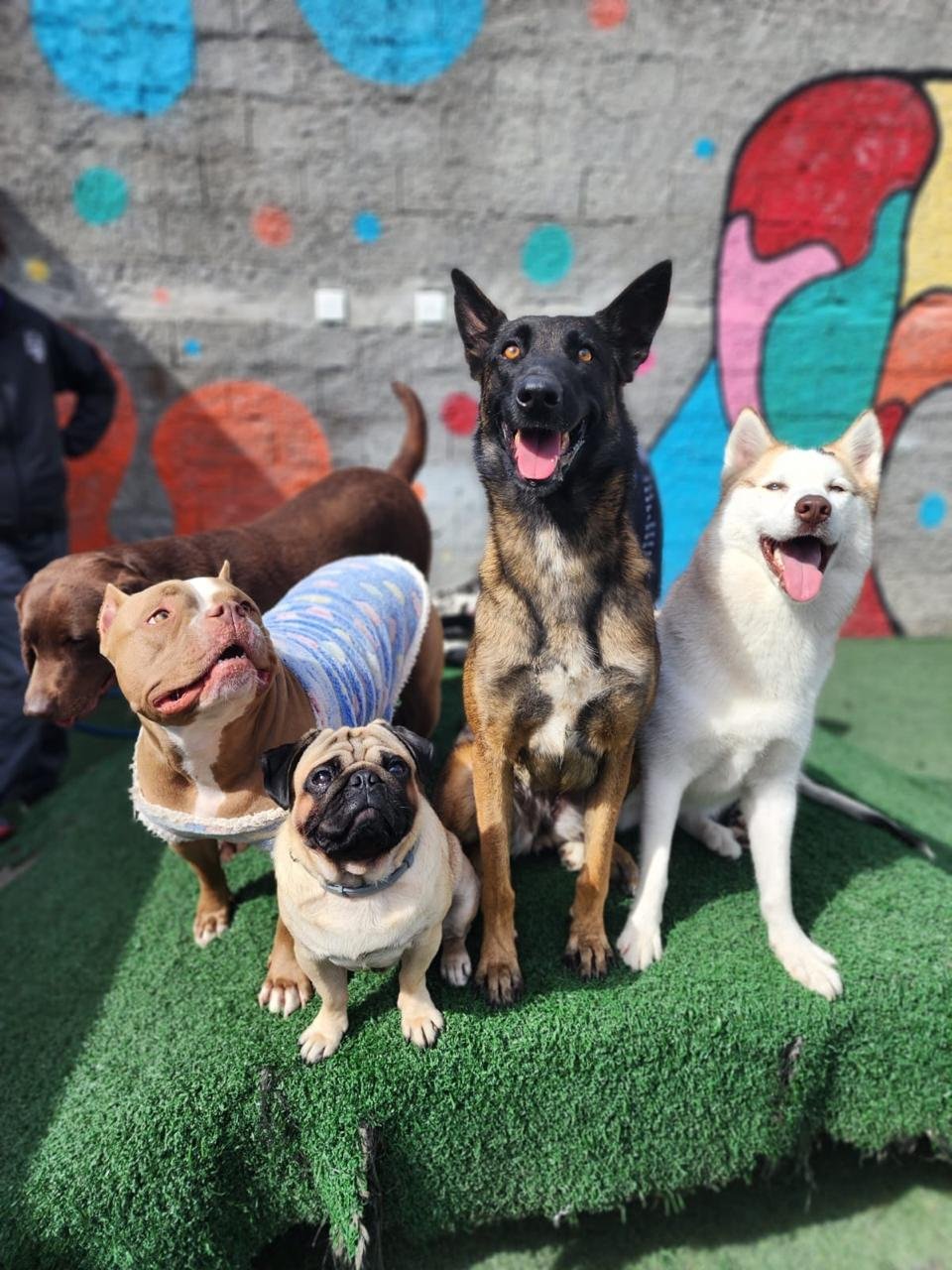 Sessão de adestramento de filhote