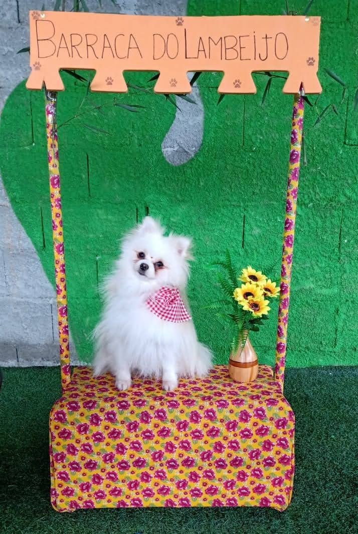 Creche Pitucão com cães em atividade