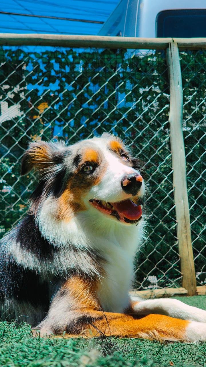 Consultoria domiciliar de comportamento canino