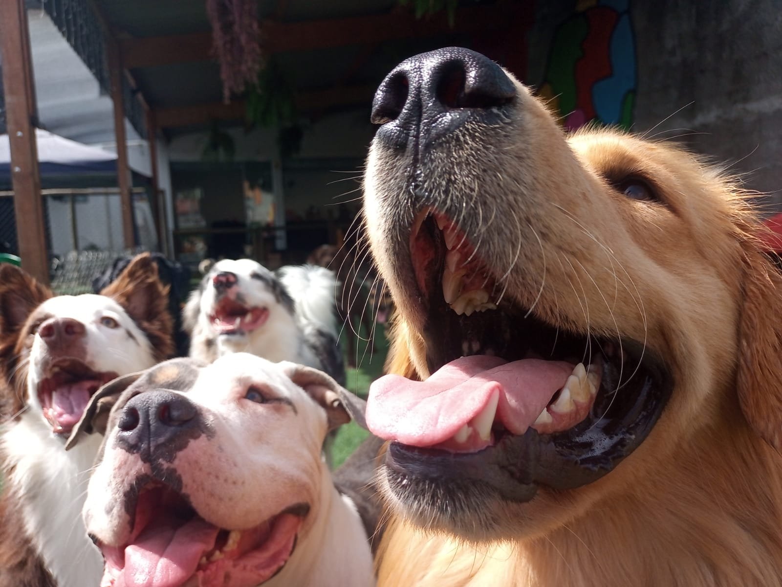 Hotel para cães, ambiente tranquilo